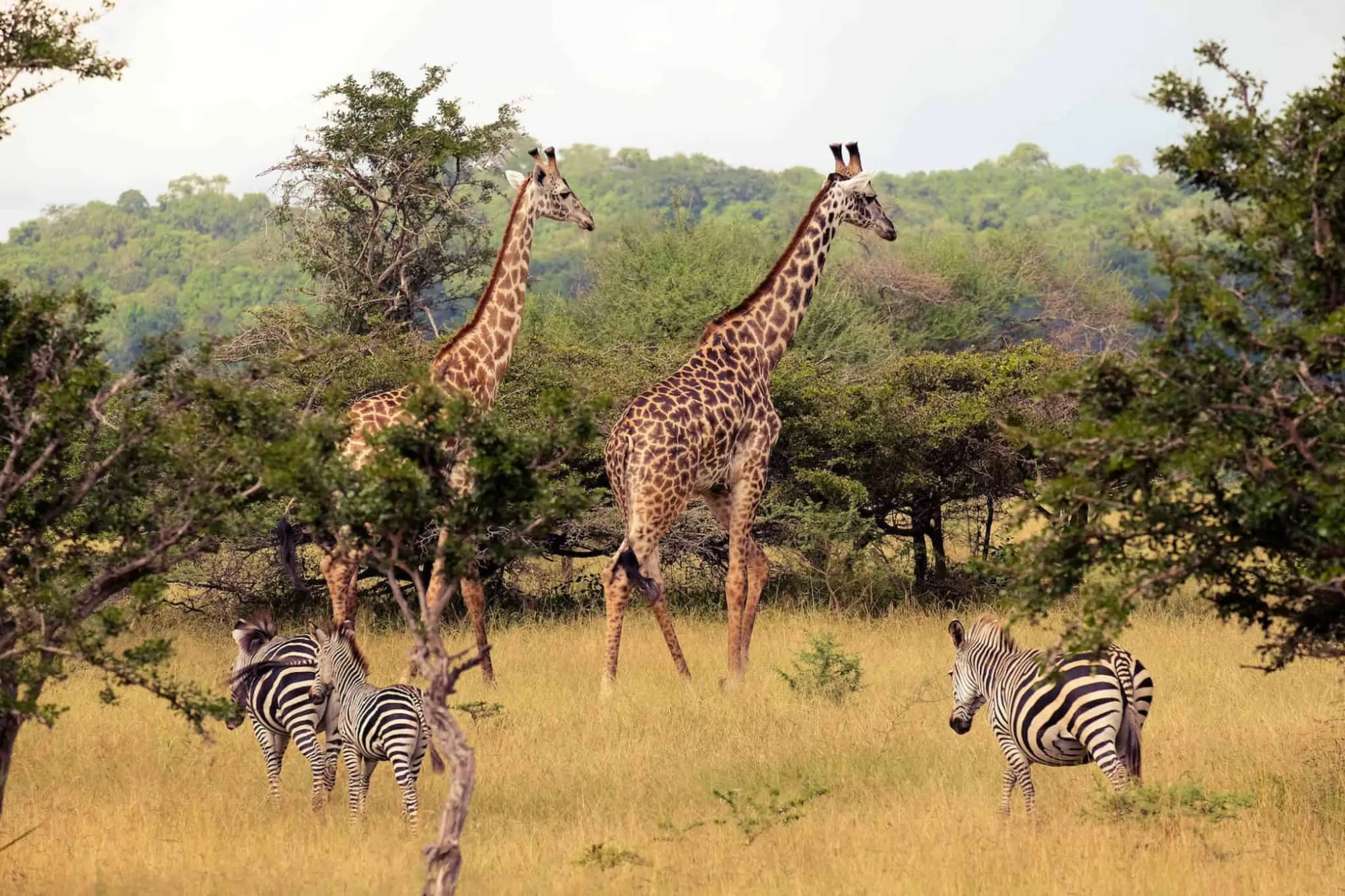Giraffes-in-Selous-1.jpg