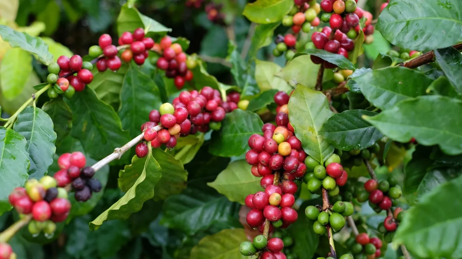 Coffee-tree-in-northern-Thailand-1.jpg